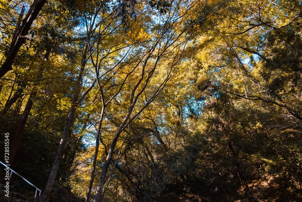 Fototapeta 紅葉した三波渓谷の樹木