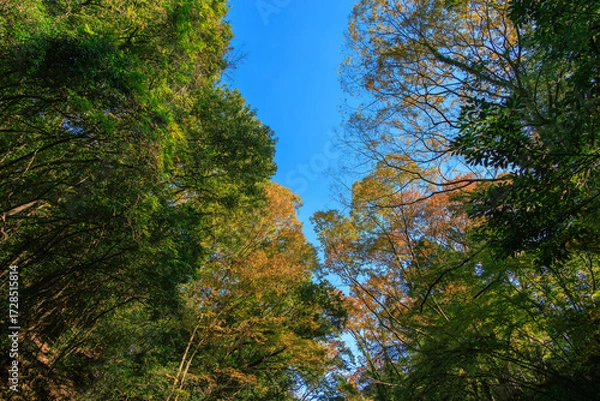 Fototapeta 紅葉した三波渓谷の樹木