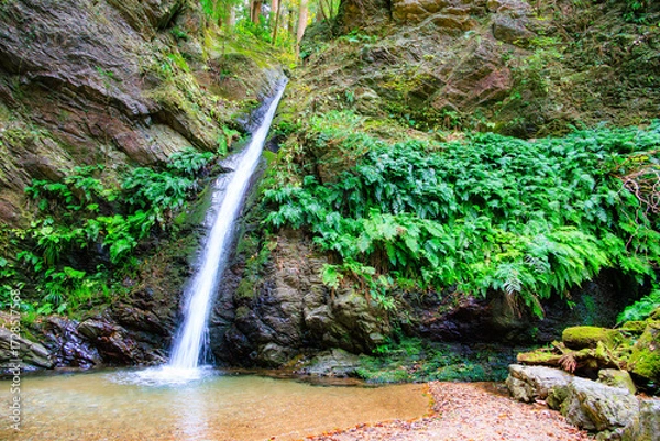 Fototapeta 宿谷の滝