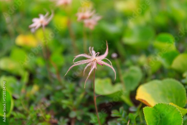 Fototapeta 稚児車