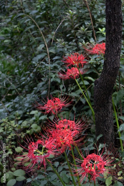 Fototapeta A flowerpot is blooming in one corner of the yard.마당 한켠에 꽃무릇이 피었습니다.