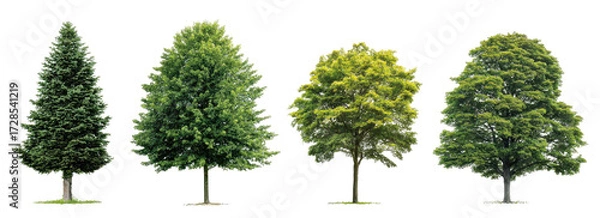 Obraz Four trees of varying shapes and shades of green