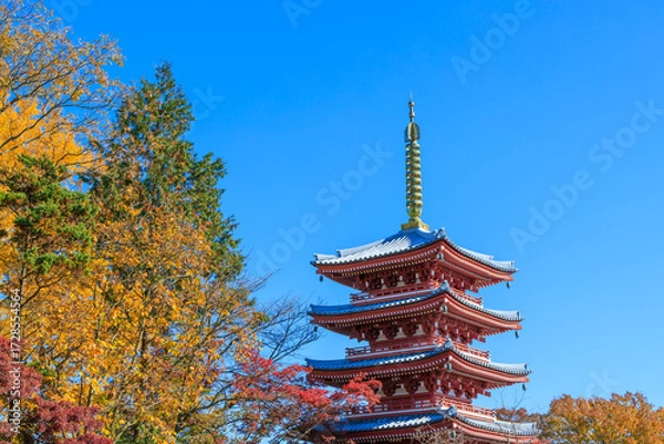 Fototapeta 本土寺の五重塔と紅葉した風景