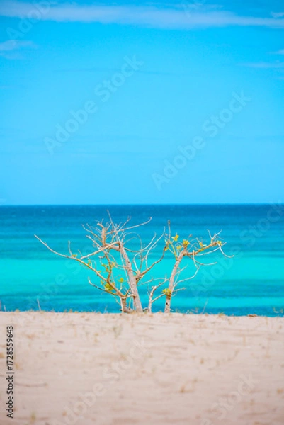 Obraz Beautiful, deserted Caribbean beach near the border with Haiti. Tranquil, crystal clear, turquoise Caribbean sea. Peaceful vacation, nobody. Contrast with bush branches in the foreground. Copy space. 