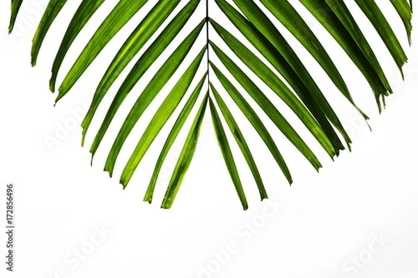 Fototapeta palm leaf isolated on white background