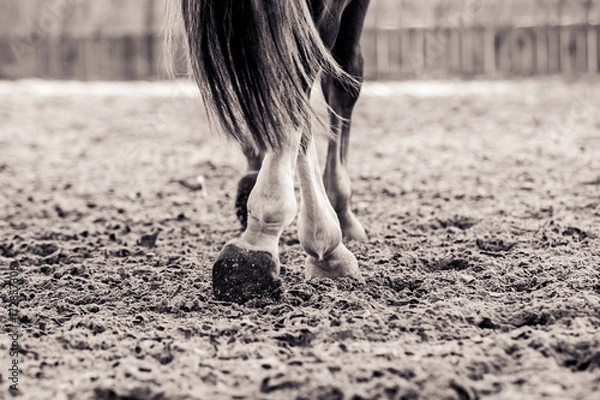 Obraz Legs of a horse while working in an arena