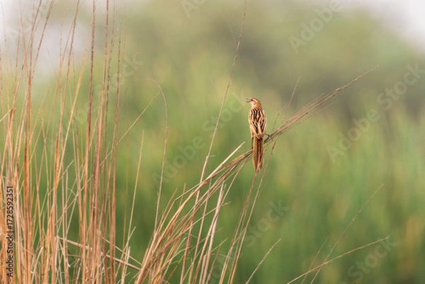 Obraz Striated Grassbird (Megalurus palustris)— Sky-bound singer, weaving dawn into ribbons of song.
