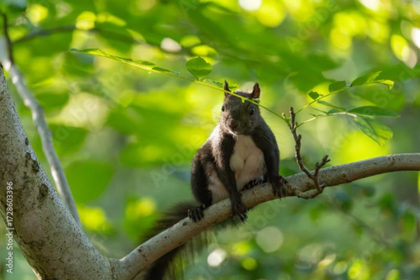 Fototapeta Female squirrel (Sciurus vulgaris) climbing on a tree branch in the forest