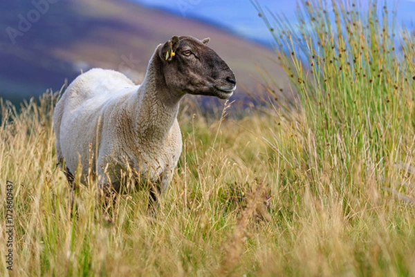 Fototapeta Sheep grazing grass on a mountain slope of the Wicklow gap, Ireland