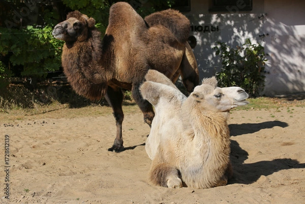 Fototapeta Two camels on a sunny day