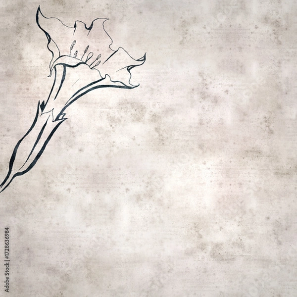 Obraz textured stylish old paper background, square,  with  Datura stramonium, thornapple
