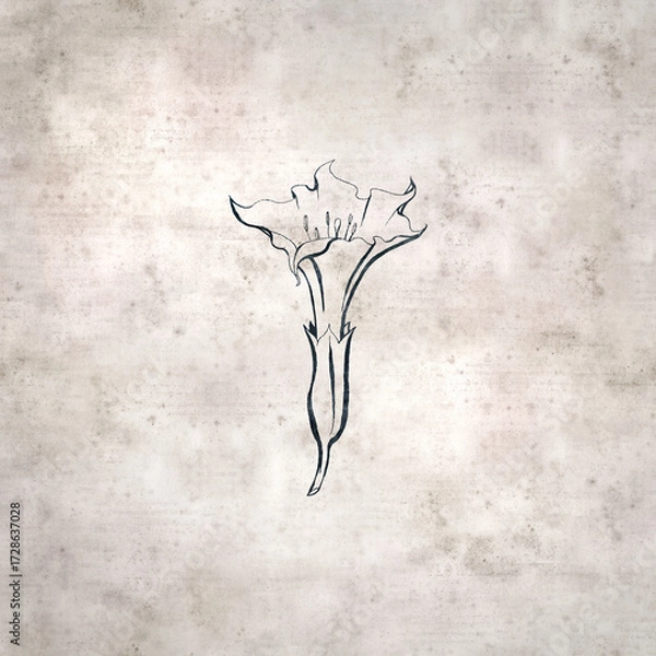 Obraz textured stylish old paper background, square,  with  Datura stramonium, thornapple
