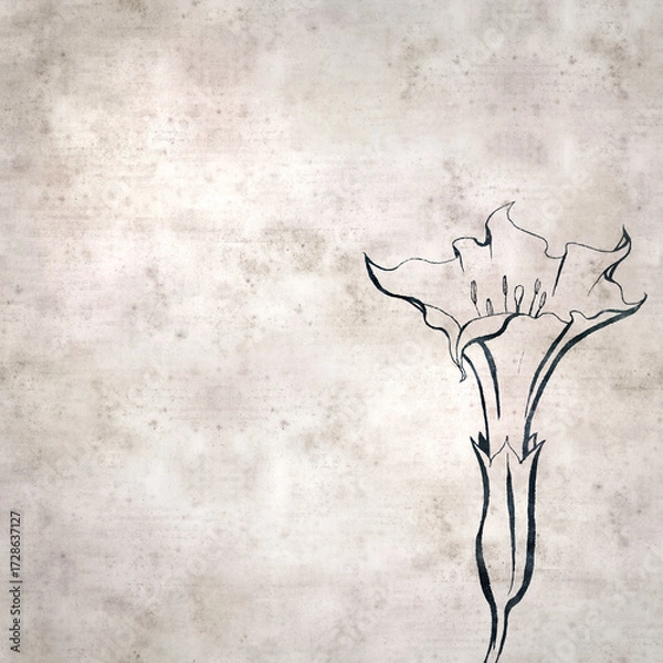 Obraz textured stylish old paper background, square,  with  Datura stramonium, thornapple