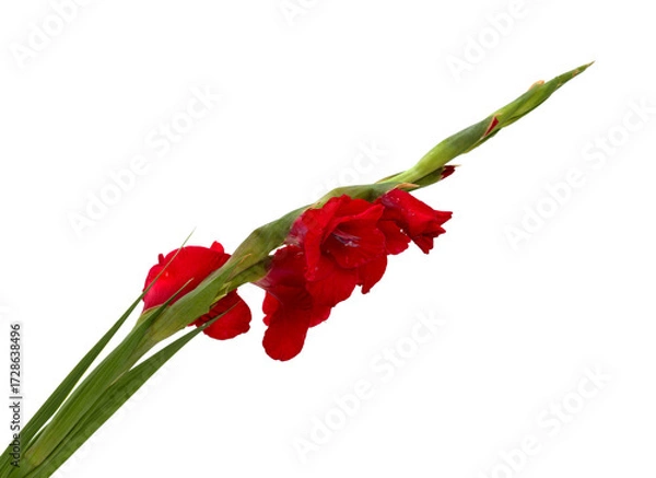 Obraz Beautiful dark red hybrid gladiolus isolated on white background
