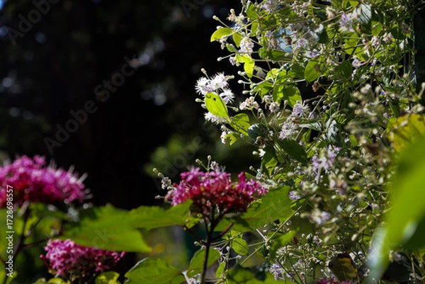 Fototapeta musée Claude Monet