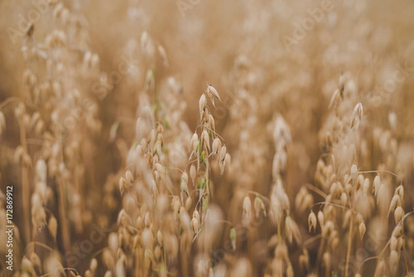 Fototapeta Agriculture. Ears of organic oat in the field