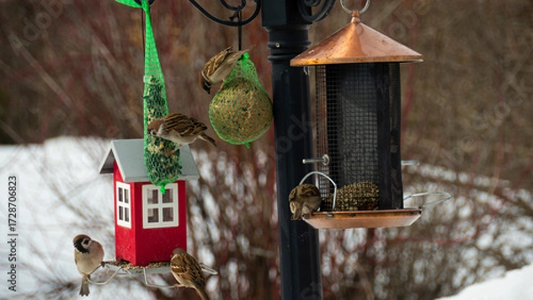 Fototapeta Titmouse came to a feeder to have some delicacies during