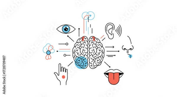 Fototapeta Understanding how the human brain processes sensory input from various organs.