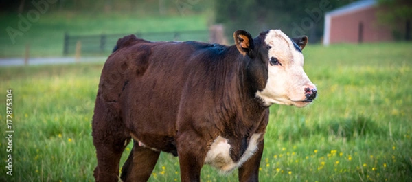 Fototapeta Veal in a green pasture