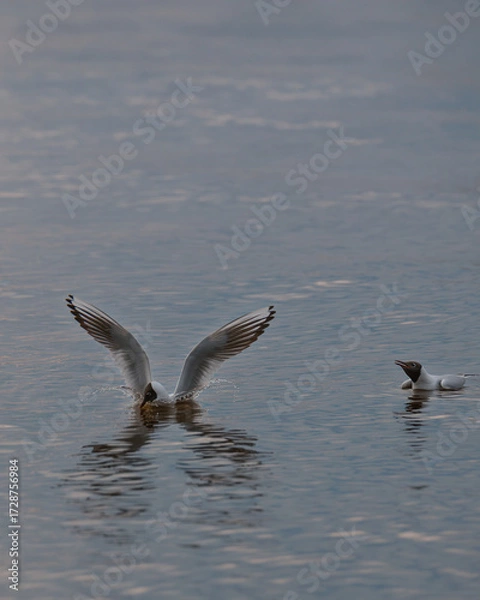 Fototapeta A close-up of two seagulls interacting on the water. The seagull, with its wings spread wide, creates a gentle splash on the surface, while its companion calmly watches.