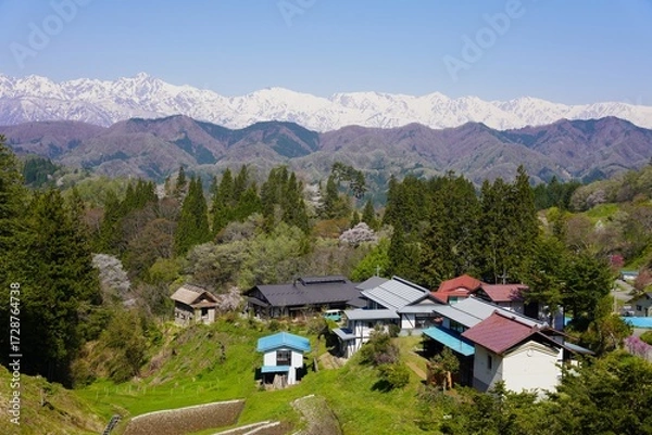 Obraz 信州　小川村の風景　残雪の北アルプスと桜咲く山里