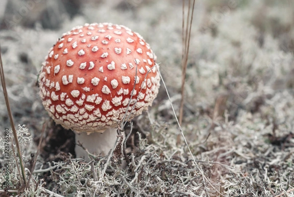 Obraz Fly agaric in the forest