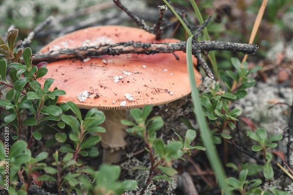 Obraz Fly agaric in the forest