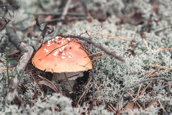 Obraz Fly agaric in the forest