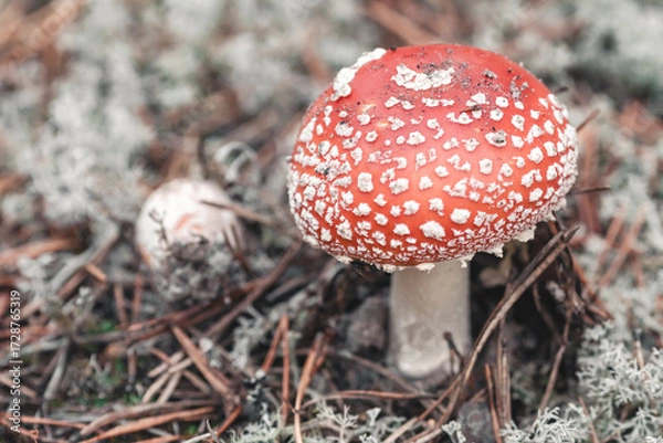 Obraz Fly agaric in the forest