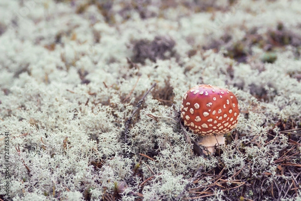 Obraz Fly agaric in the forest