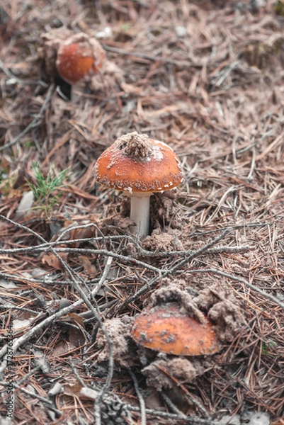 Obraz Fly agarics in the forest