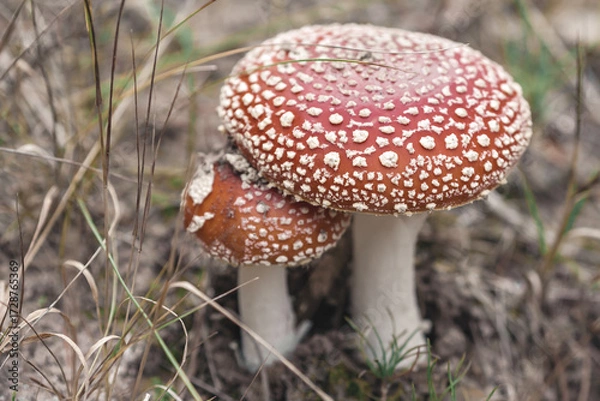 Obraz Fly agarics in the forest