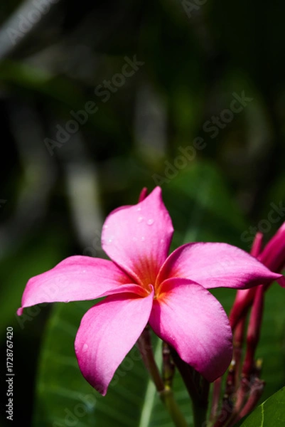Obraz pink flower
