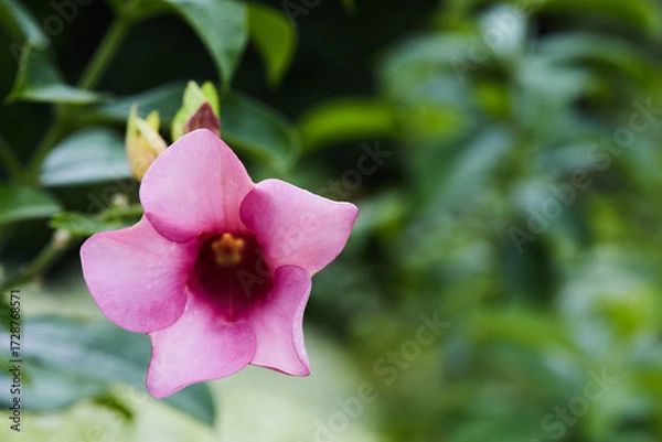 Obraz pink orchid flower