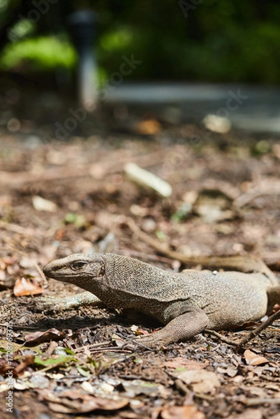 Obraz lizard in the forest