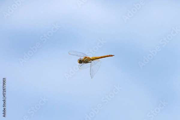 Obraz 青空の下を飛ぶ赤とんぼ