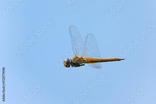 Obraz 青空の下を飛ぶ赤とんぼ