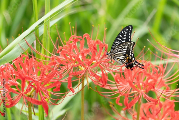 Obraz 彼岸花の蜜を吸うアゲハ蝶