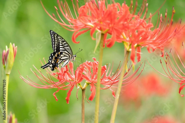 Obraz 彼岸花の蜜を吸うアゲハ蝶
