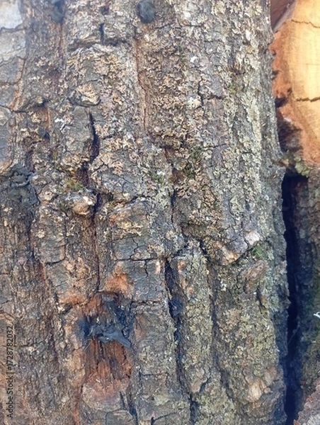 Obraz bark of a tree