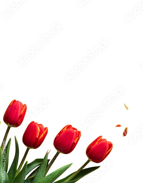 Fototapeta Red tulips in a bouquet against a black background