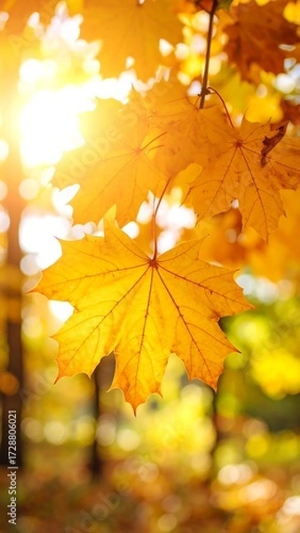 Fototapeta Vibrant autumn maple leaf in sunlit forest