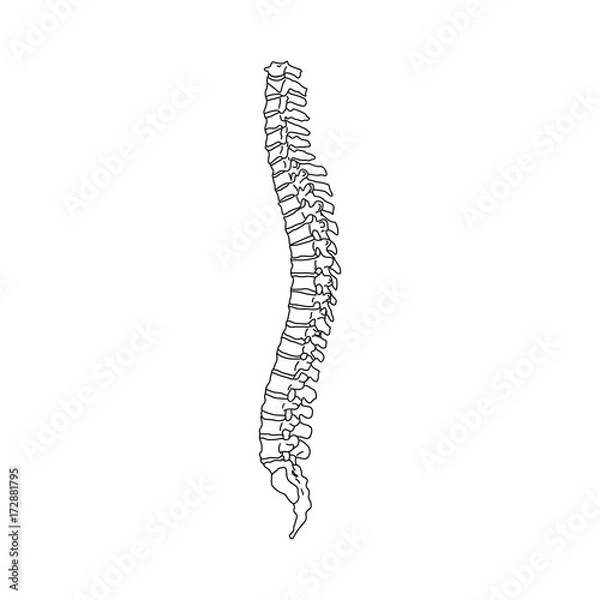 Fototapeta Vector illustration white spine diagnostic symbol, design, sign. Diagnostic center. Flat and solid color style design