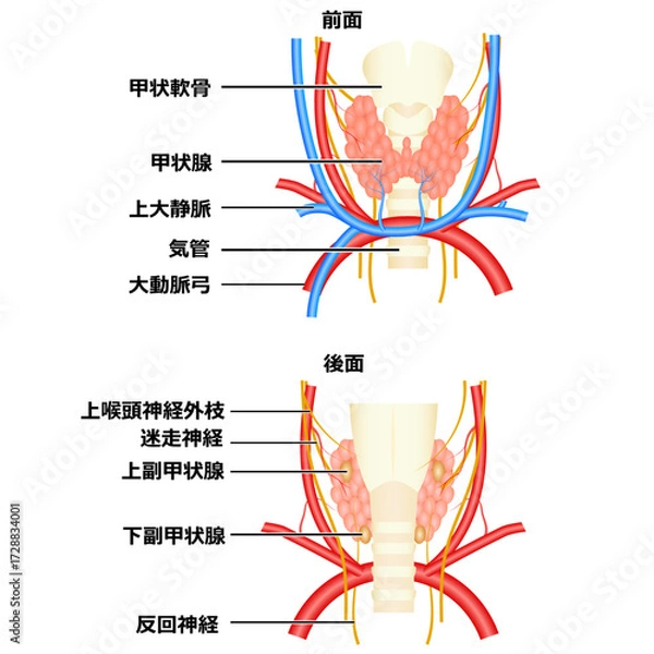 Obraz 甲状腺の構造