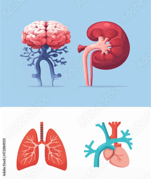 Fototapeta Human Internal Organs Vector Set – Brain, Lungs, Heart and Kidney Icons