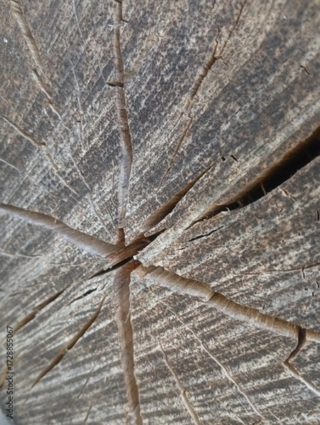 Obraz old wood texture