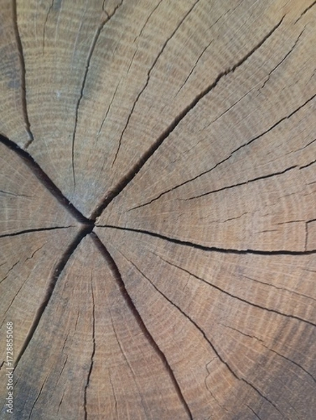 Obraz old wood texture