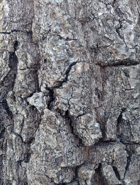 Obraz bark of a tree