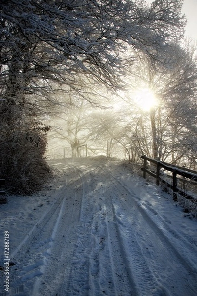 Fototapeta Winter Walks