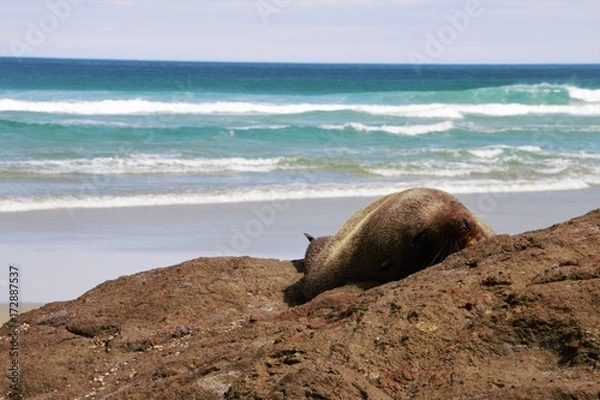 Fototapeta The Sunbath